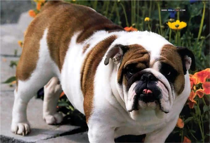 性感尤物斗牛犬