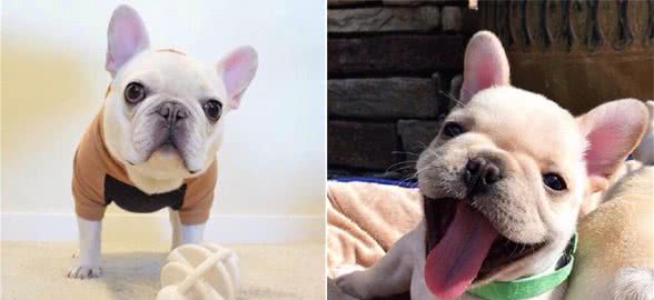 性感尤物斗牛犬