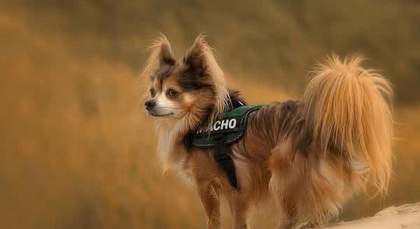 零成本改善狗狗发毛期的毛发问题,五件铲屎官们一定要知道的事