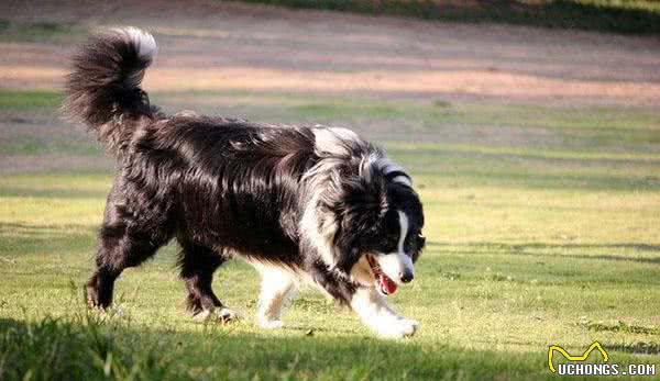零成本改善狗狗发毛期的毛发问题,五件铲屎官们一定要知道的事