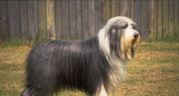 零成本改善狗狗发毛期的毛发问题,五件铲屎官们一定要知道的事