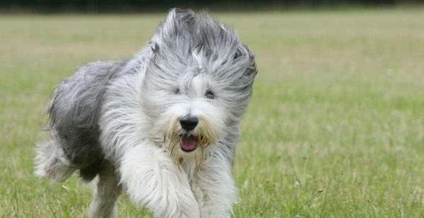 零成本改善狗狗发毛期的毛发问题,五件铲屎官们一定要知道的事