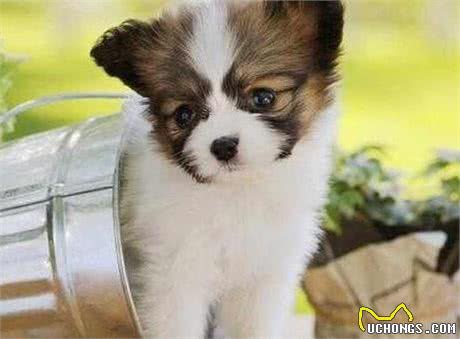 十大犬种性格揭秘，你了解多少?