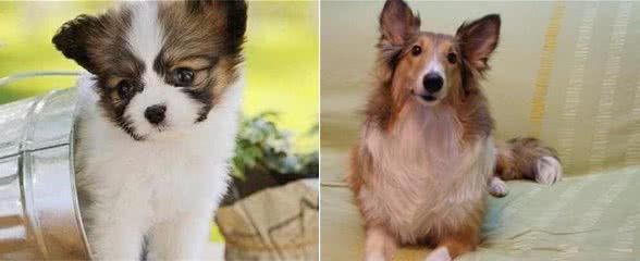 十大犬种性格揭秘，你了解多少?
