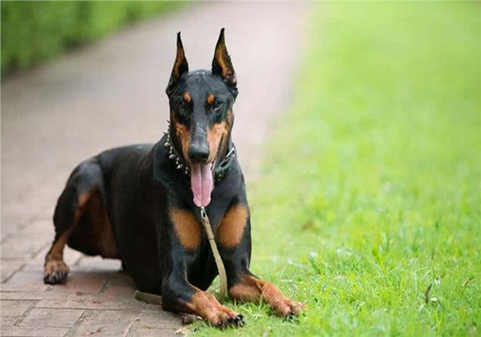 养宠:狗狗尿尿尿不出来,摆出排尿姿势却没有尿液要怎样处理?