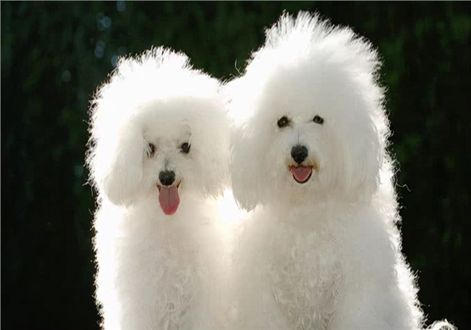 养宠:狗狗尿尿尿不出来，摆出排尿姿势却没有尿液要怎样处理?