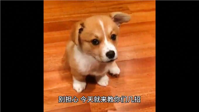 几招教你告别,狗狗泪痕!铲屎官必看—萌宠百科