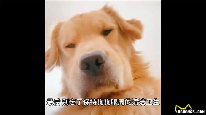 几招教你告别,狗狗泪痕!铲屎官必看—萌宠百科