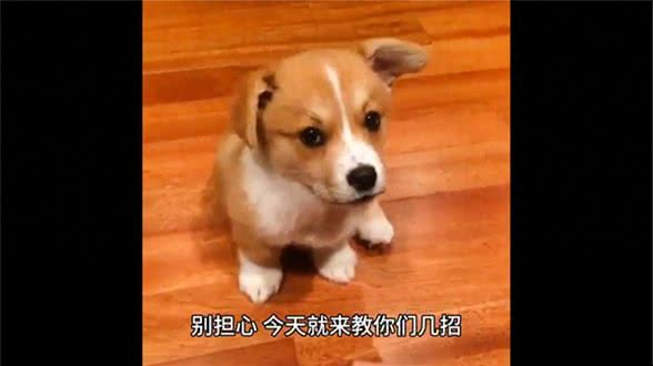 几招教你告别，狗狗泪痕!铲屎官必看—萌宠百科