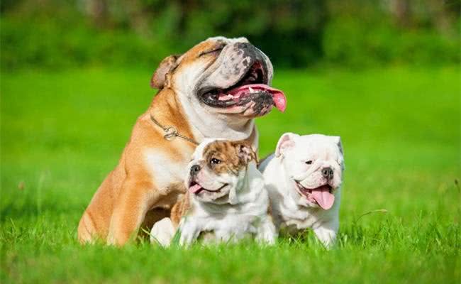 每只都是主人的小棉袄，盘点世界十大最温柔最友善的狗狗