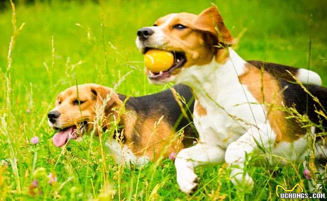 每只都是主人的小棉袄，盘点世界十大最温柔最友善的狗狗