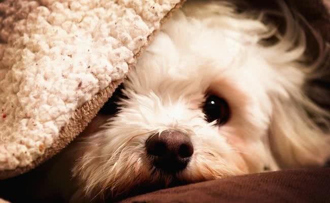 每只都是主人的小棉袄，盘点世界十大最温柔最友善的狗狗