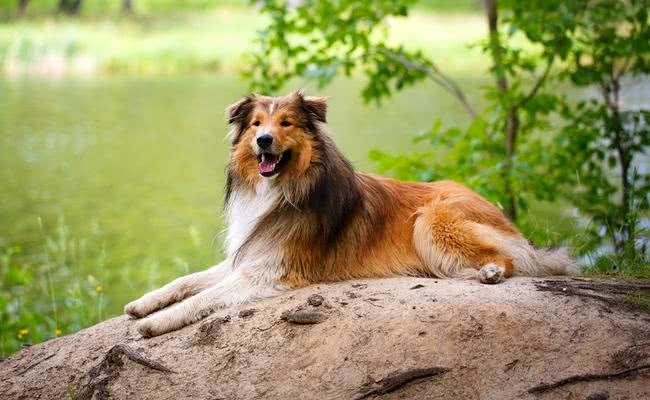 每只都是主人的小棉袄，盘点世界十大最温柔最友善的狗狗