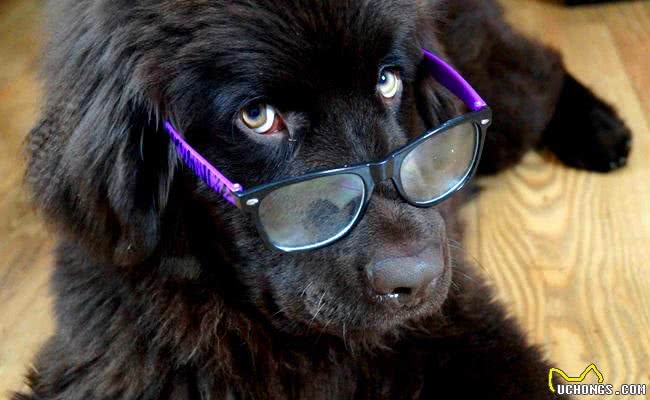 每只都是主人的小棉袄，盘点世界十大最温柔最友善的狗狗