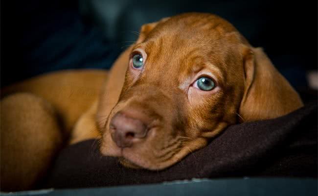 每只都是主人的小棉袄，盘点世界十大最温柔最友善的狗狗