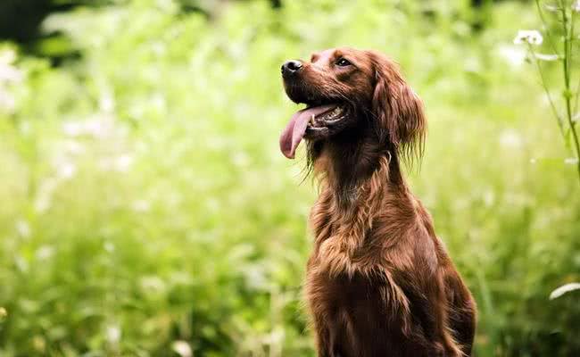 每只都是主人的小棉袄，盘点世界十大最温柔最友善的狗狗