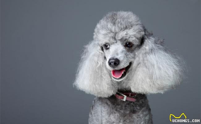 每只都是主人的小棉袄，盘点世界十大最温柔最友善的狗狗