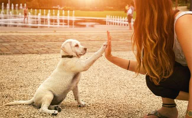 每只都是主人的小棉袄，盘点世界十大最温柔最友善的狗狗