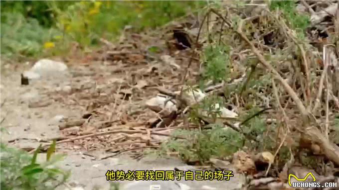 短尾猫：只要镜头一动，你生死就难料—动物世界