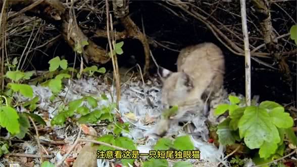 短尾猫：只要镜头一动，你生死就难料—动物世界