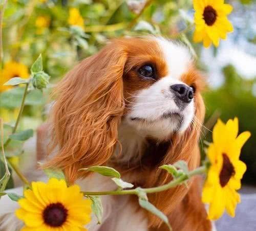 用可爱征服世界的—查理王小猎犬，完美踩在我心巴上