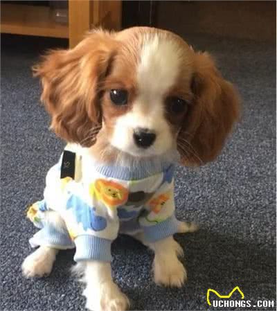 用可爱征服世界的—查理王小猎犬，完美踩在我心巴上