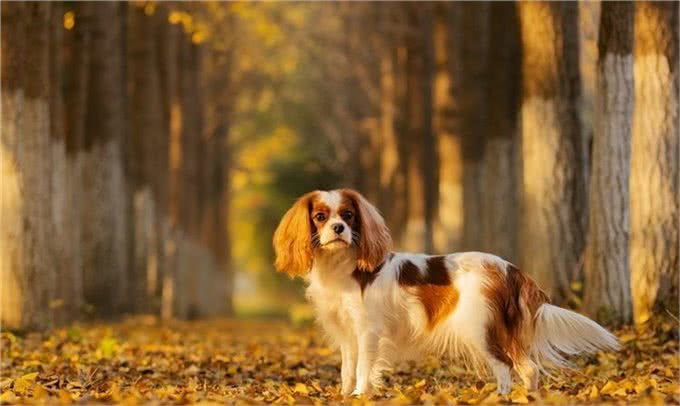 用可爱征服世界的—查理王小猎犬，完美踩在我心巴上