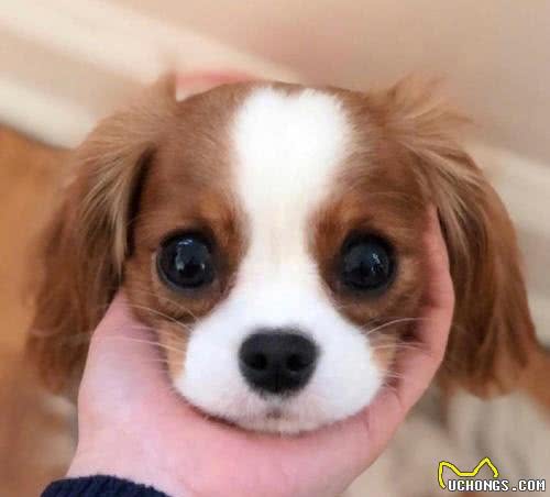 用可爱征服世界的—查理王小猎犬，完美踩在我心巴上