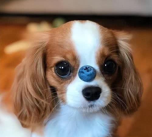 用可爱征服世界的—查理王小猎犬，完美踩在我心巴上