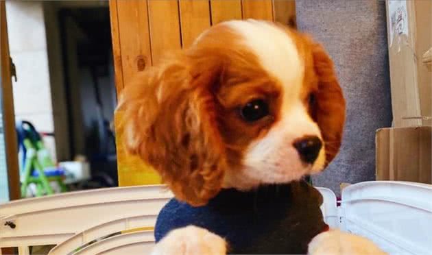 用可爱征服世界的—查理王小猎犬，完美踩在我心巴上