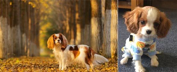 用可爱征服世界的—查理王小猎犬，完美踩在我心巴上