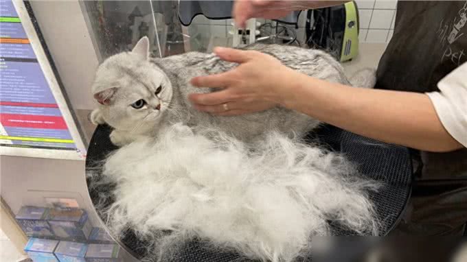 猫界通人性的4种猫，个个灵性十足，越养越值钱