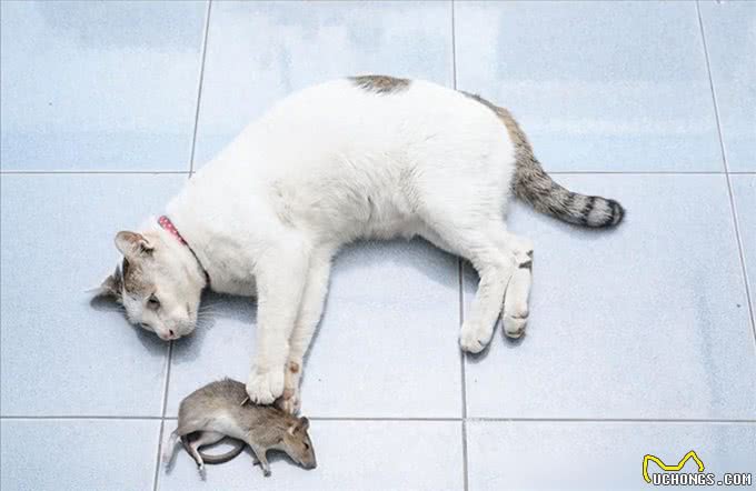 猫界通人性的4种猫，个个灵性十足，越养越值钱