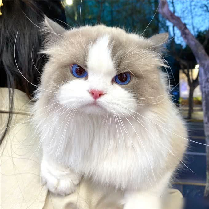 猫界通人性的4种猫，个个灵性十足，越养越值钱