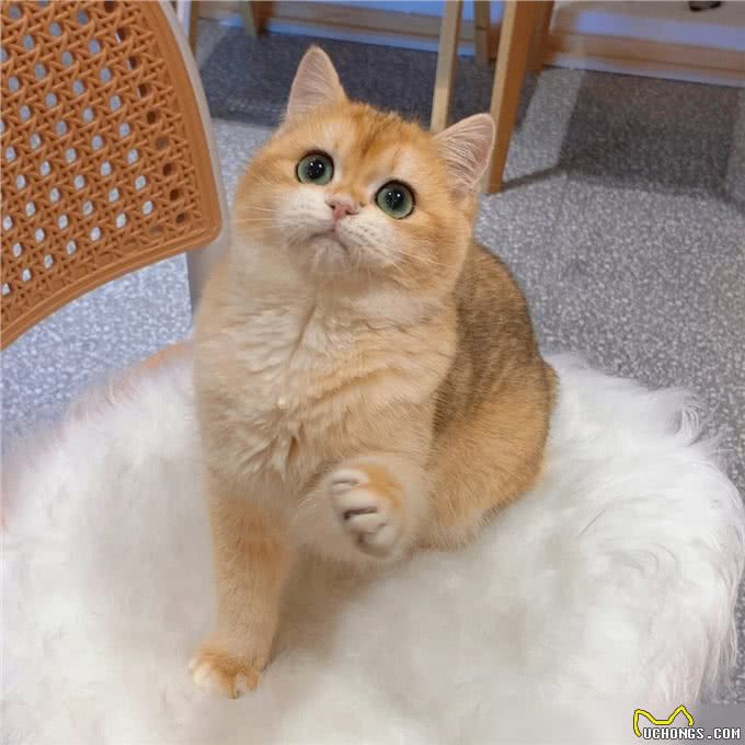 猫界通人性的4种猫，个个灵性十足，越养越值钱