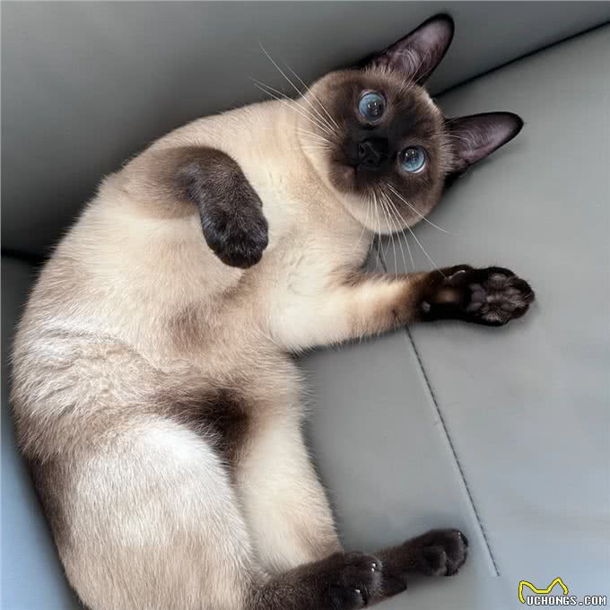 猫界通人性的4种猫，个个灵性十足，越养越值钱