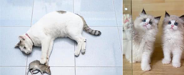 猫界通人性的4种猫，个个灵性十足，越养越值钱