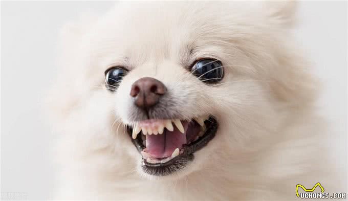 狗狗追你?学会这些,让它们不敢靠近!