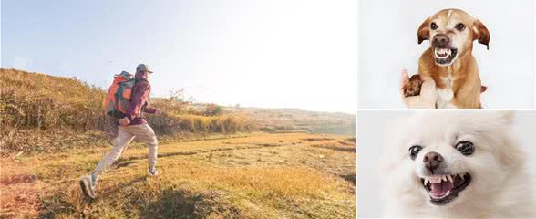 狗狗追你?学会这些，让它们不敢靠近!