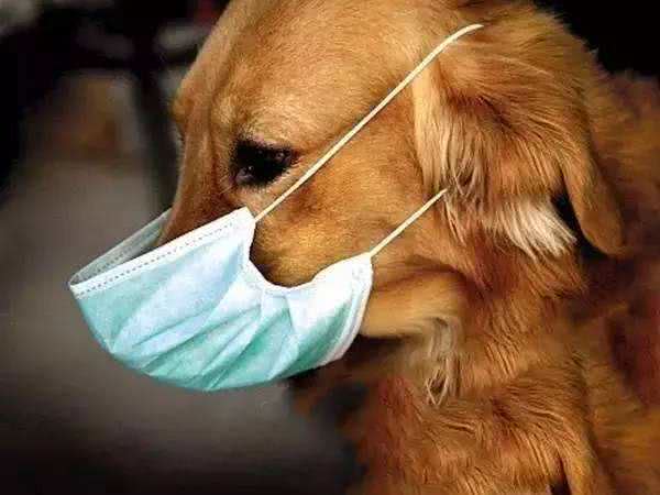 犬猫冠状病毒和新型冠状病毒的区别!犬猫该如何预防这两种病毒