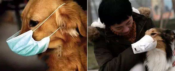 犬猫冠状病毒和新型冠状病毒的区别!犬猫该如何预防这两种病毒