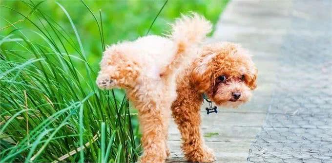 狗子撒尿为什么要抬腿?