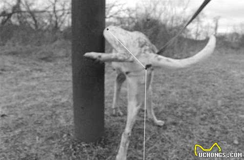 狗子撒尿为什么要抬腿?