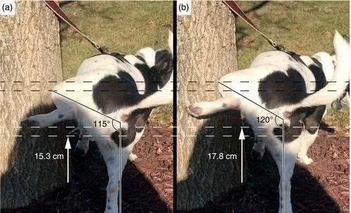 狗子撒尿为什么要抬腿?