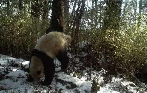 狗子撒尿为什么要抬腿?