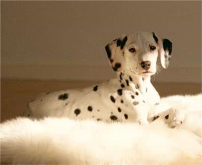 斑点狗好养吗?饲养斑点狗的方法及注意事项