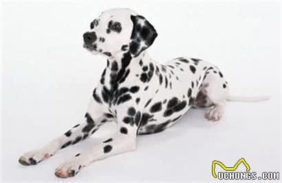 斑点狗好养吗?饲养斑点狗的方法及注意事项