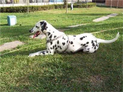 斑点狗好养吗?饲养斑点狗的方法及注意事项