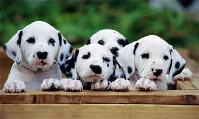 斑点狗好养吗?饲养斑点狗的方法及注意事项