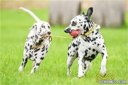 斑点狗好养吗?饲养斑点狗的方法及注意事项